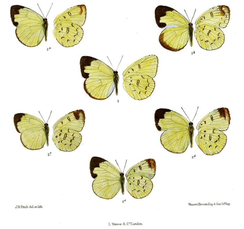 Terias silhetana