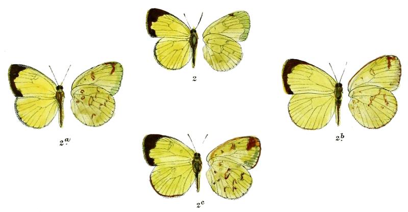 Terias swinhoei