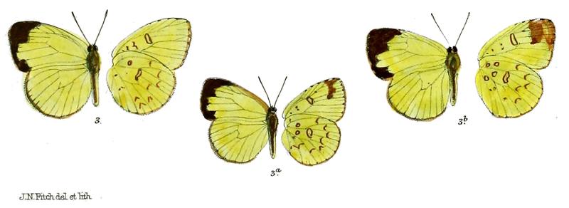 Terias uniformis