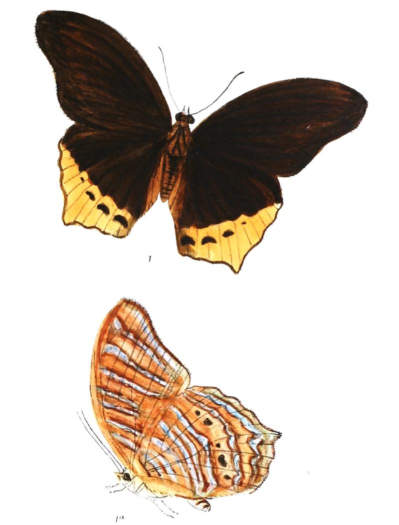 TerinosClarissaM 359 1
