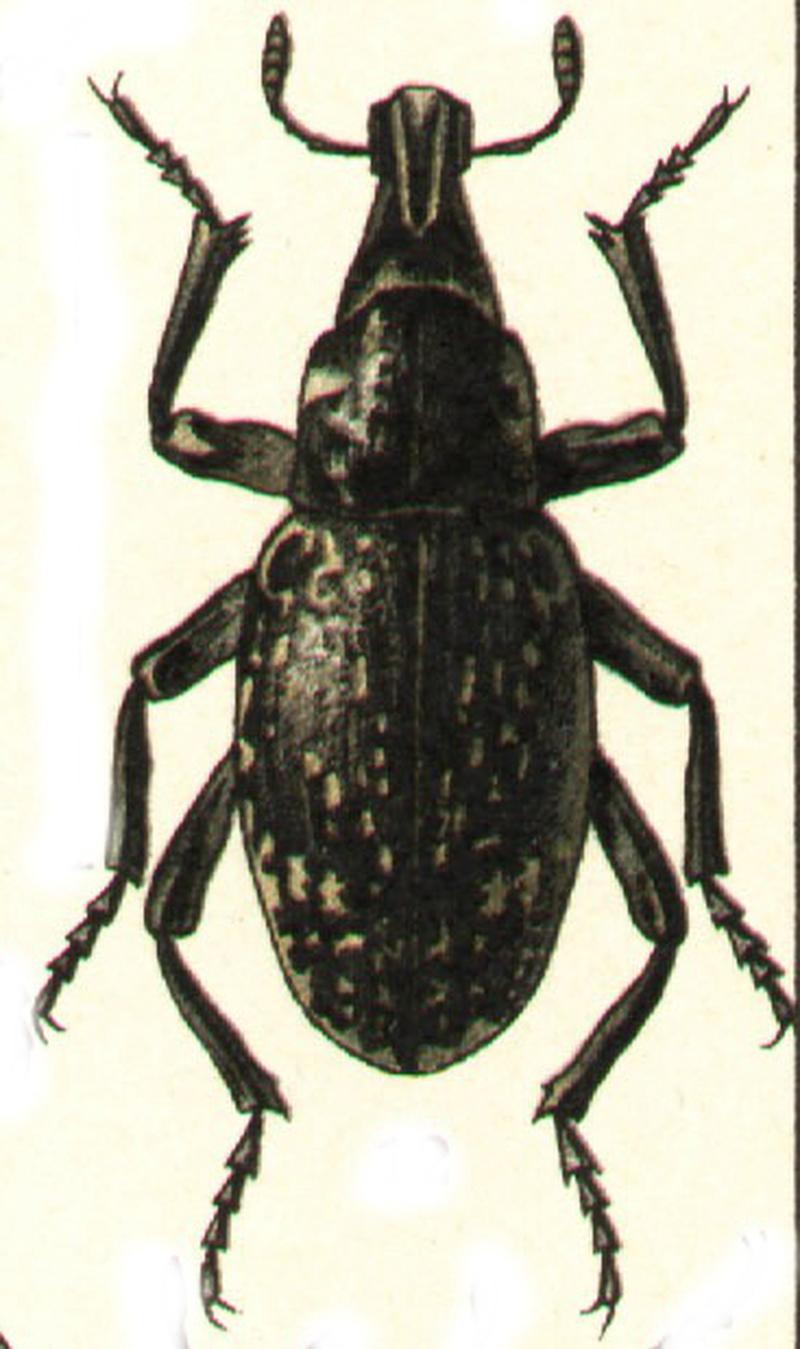 Terminasiania granosa
