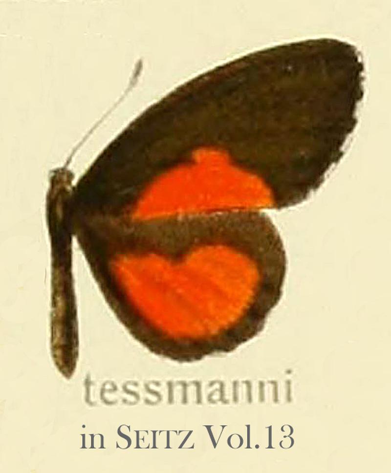 Tessmanni inSeitzVol13