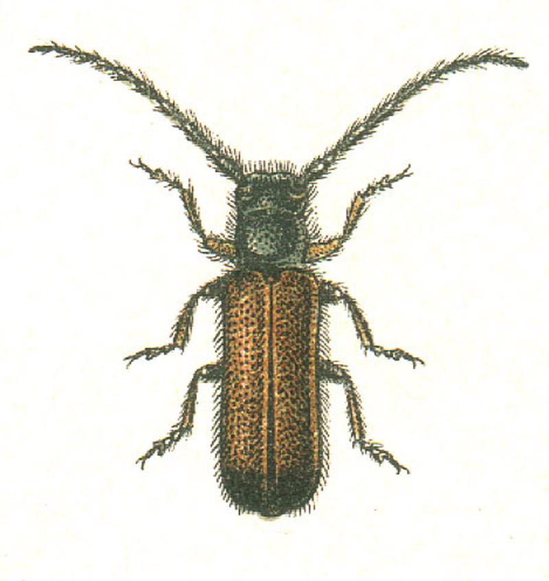 Tetrops praeusta