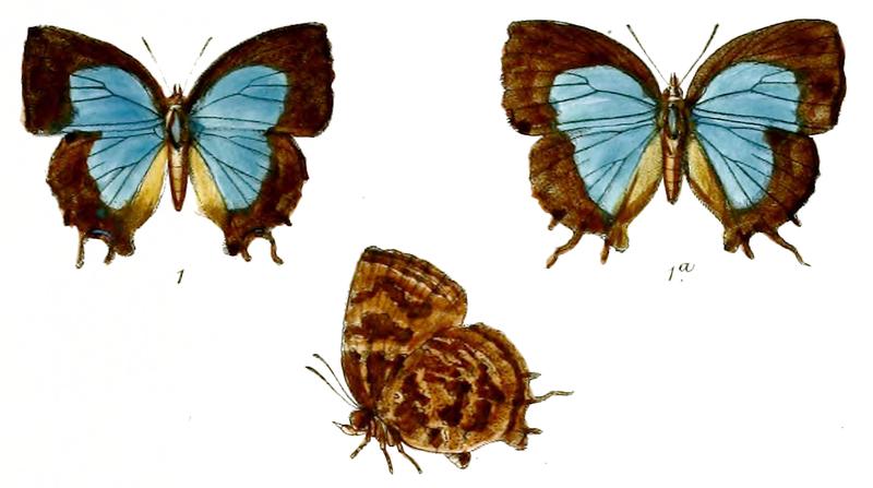 ThaducaMulticaudata 672 1 Knight