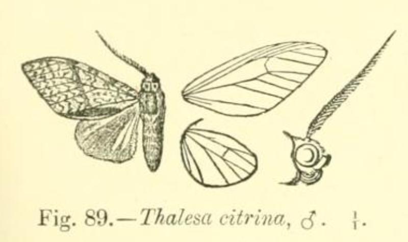 Thalesa citrina
