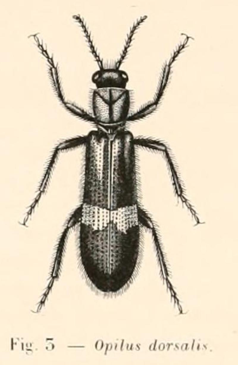 Thanasimodes dorsalis Chenu 1860