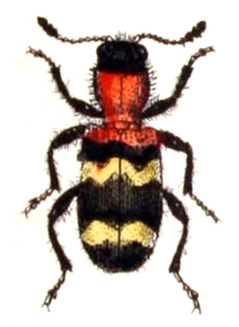 Thanasimus.formicarius.-.calwer.28.11