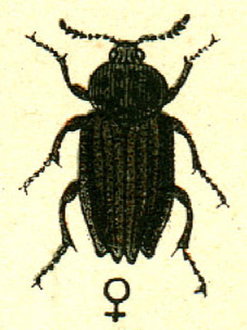 Thanatophilus sinuatus