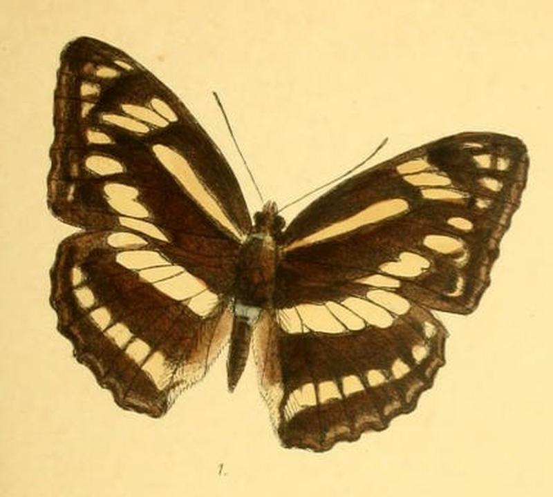 TharusiaJina259 1