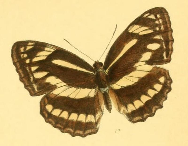 TharusiaJina259 1a
