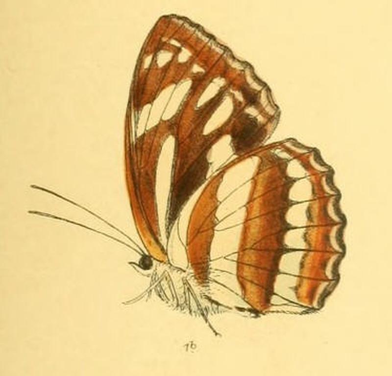 TharusiaJina259 1b