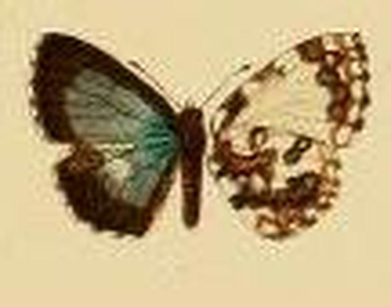 Thaumaina uranothauma