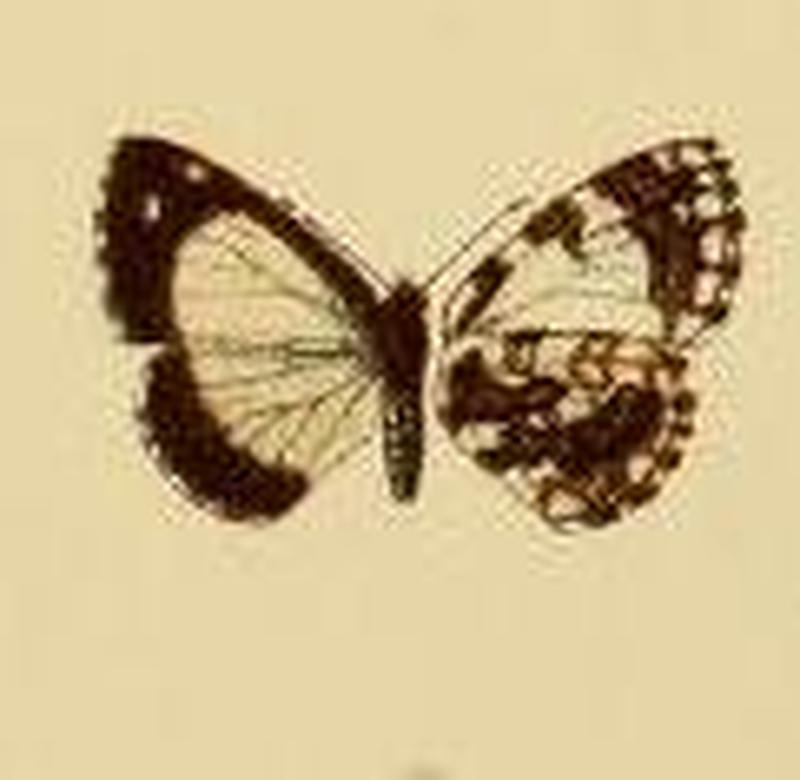 Thaumaina uranothauma1