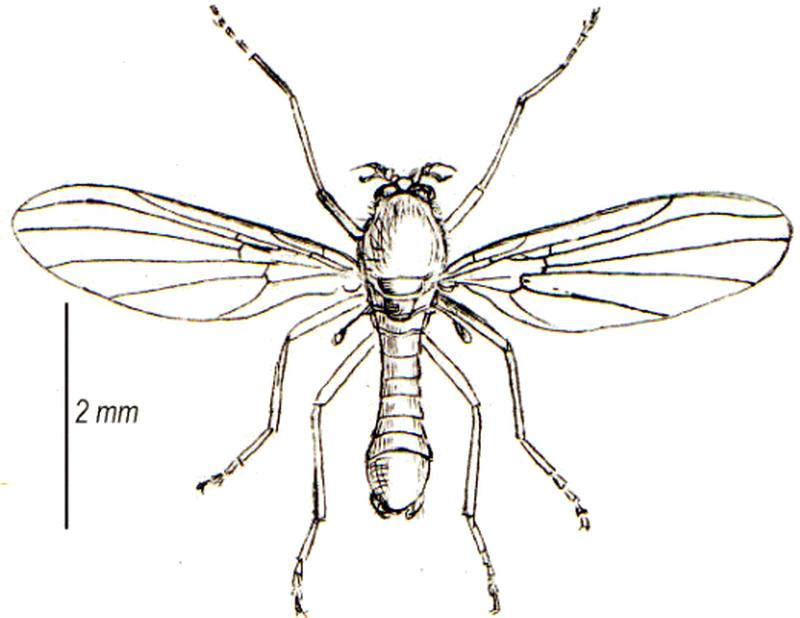 Thaumalea testacea adult (from Walker)