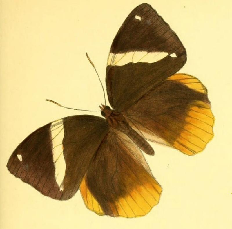 ThauriaPseudaliris149 1