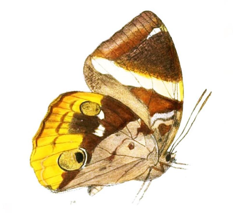 ThauriaPseudaliris149 1a