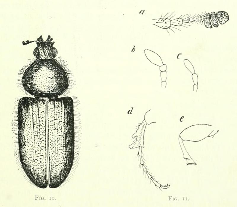 TheCanadianEntomologist33(11) 291 Diphyllostoma