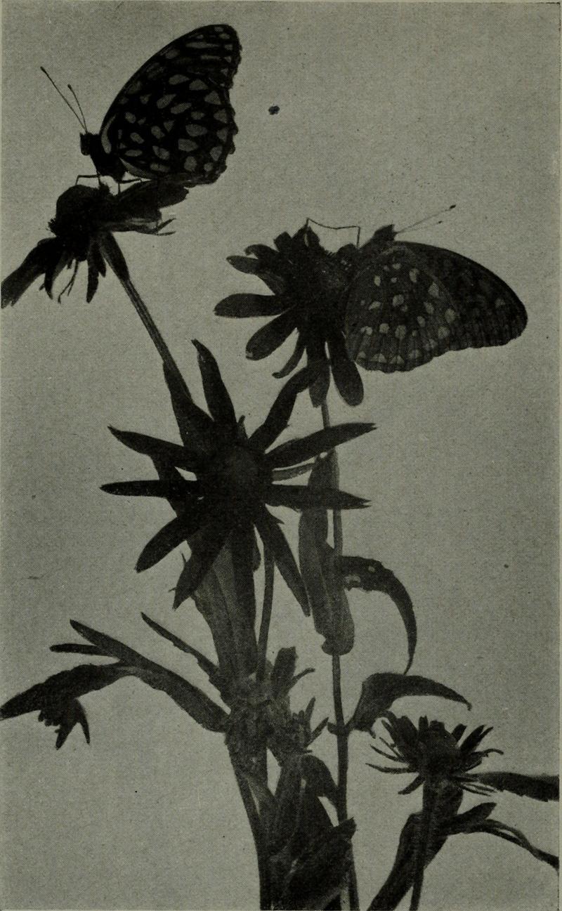 The American annual of photography (1917) (14597393768)