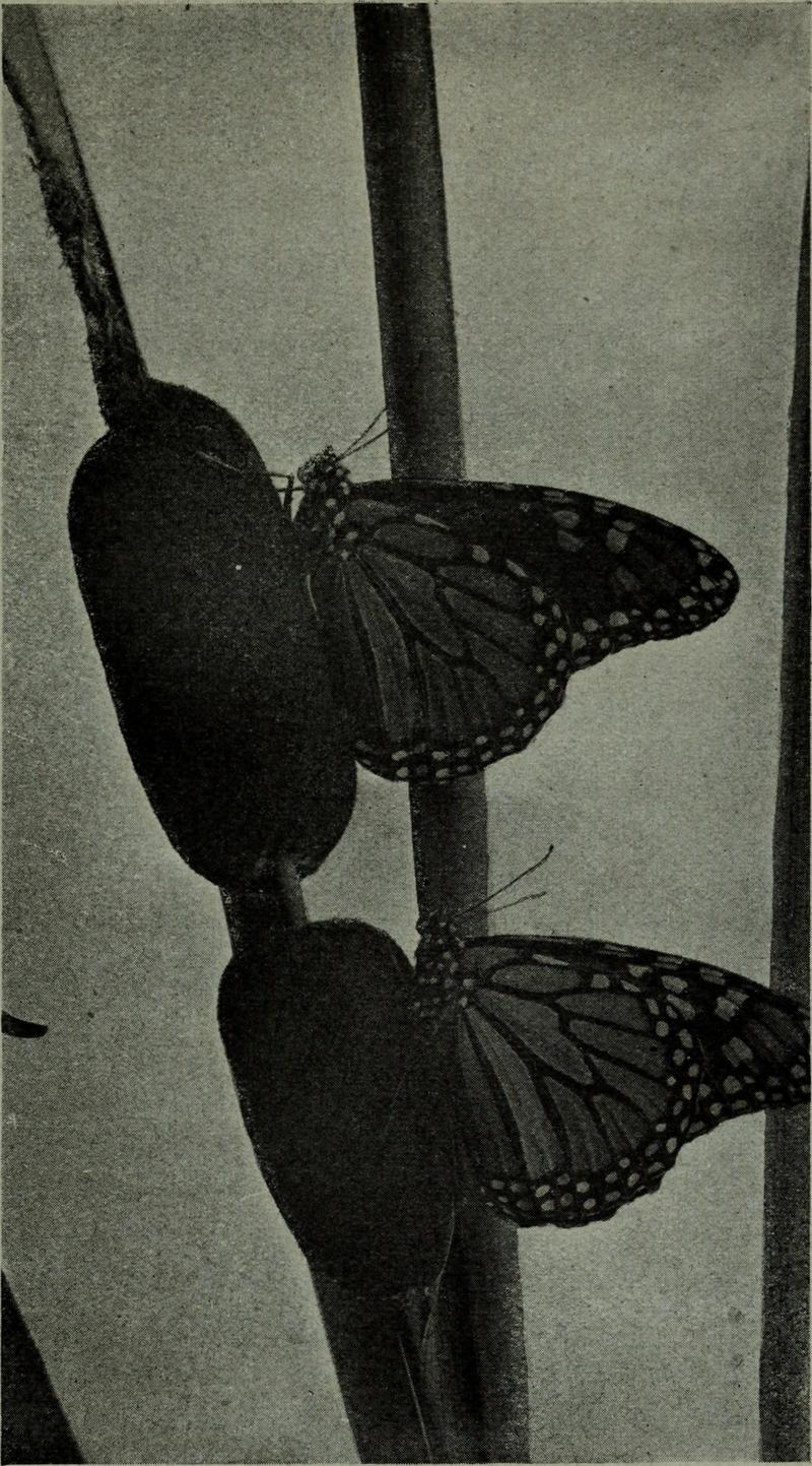 The American annual of photography (1917) (14781681764)