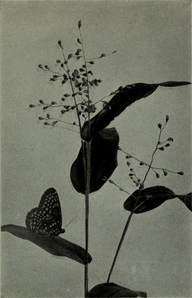 The American annual of photography (1917) (14781684964)