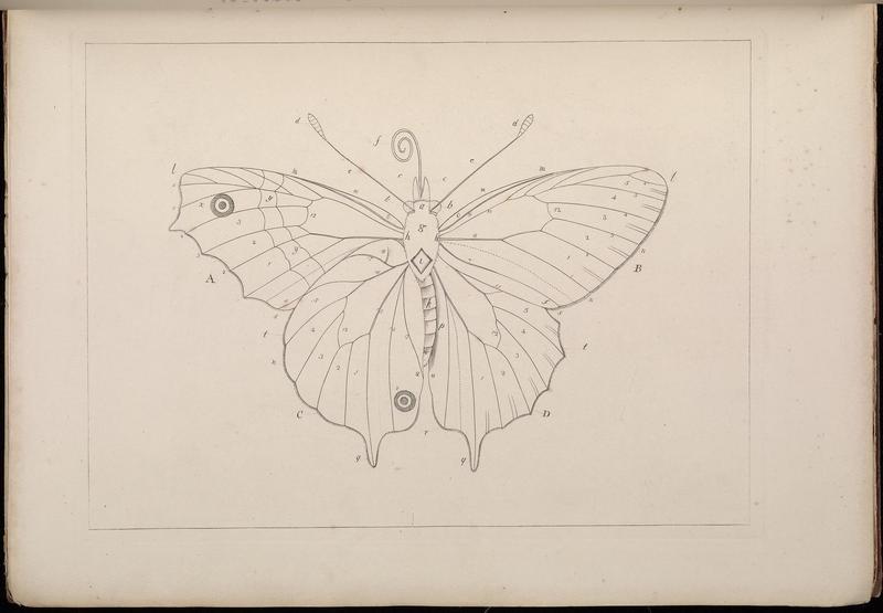 The Aurelian (Plate) (7166128825)