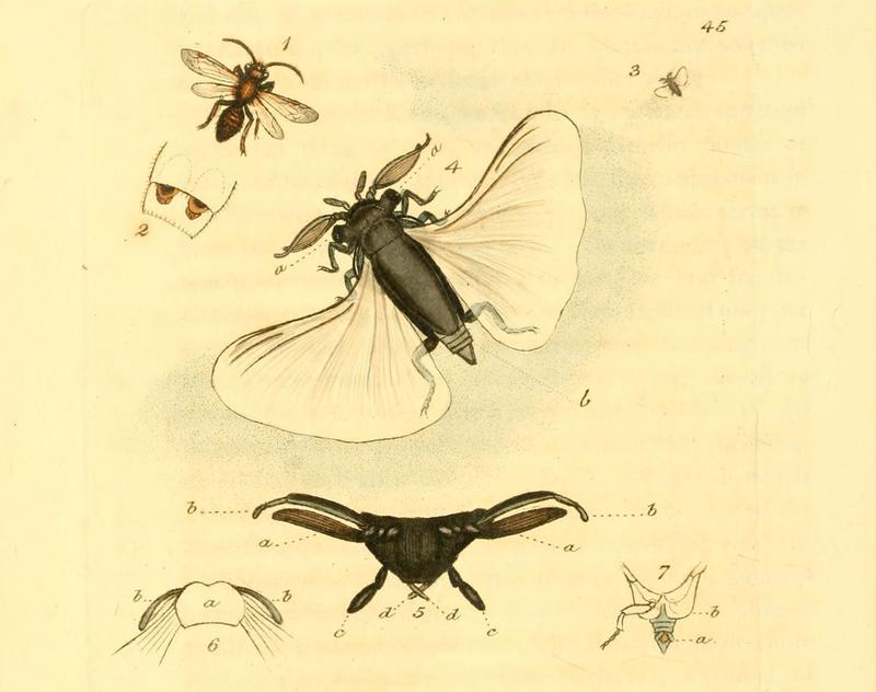 The British miscellany, or, Coloured figures of new, rare, or little known animal subjects (Tab. 45) (6008295177)