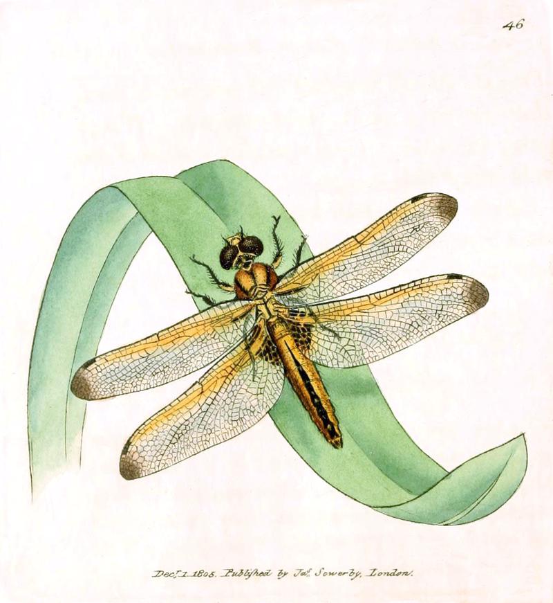The British miscellany, or, Coloured figures of new, rare, or little known animal subjects (Tab. 46) (6008843228)