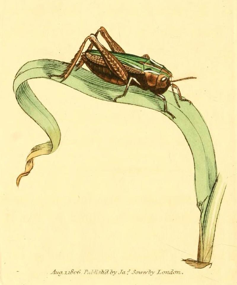The British miscellany, or, Coloured figures of new, rare, or little known animal subjects (Tab. 73) (6008851640)