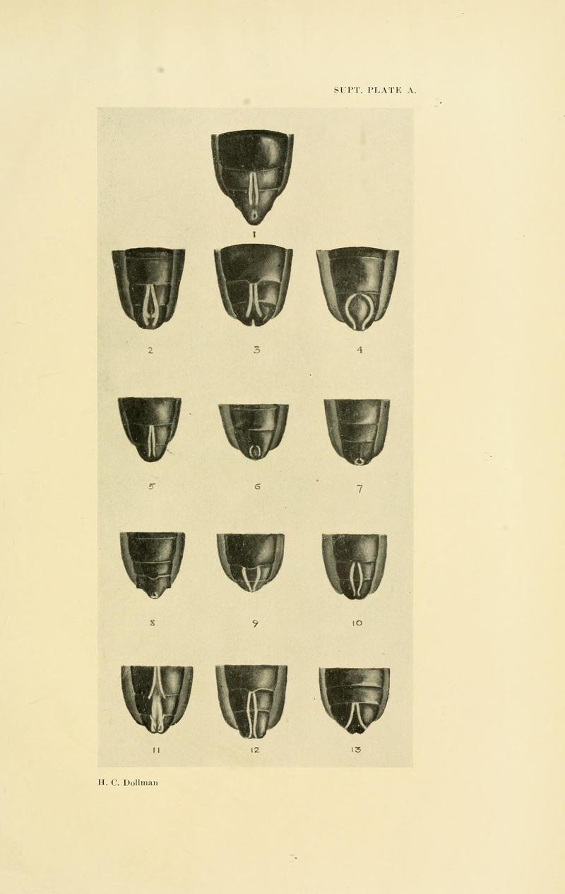 The Coleoptera of the British islands (8551410965)