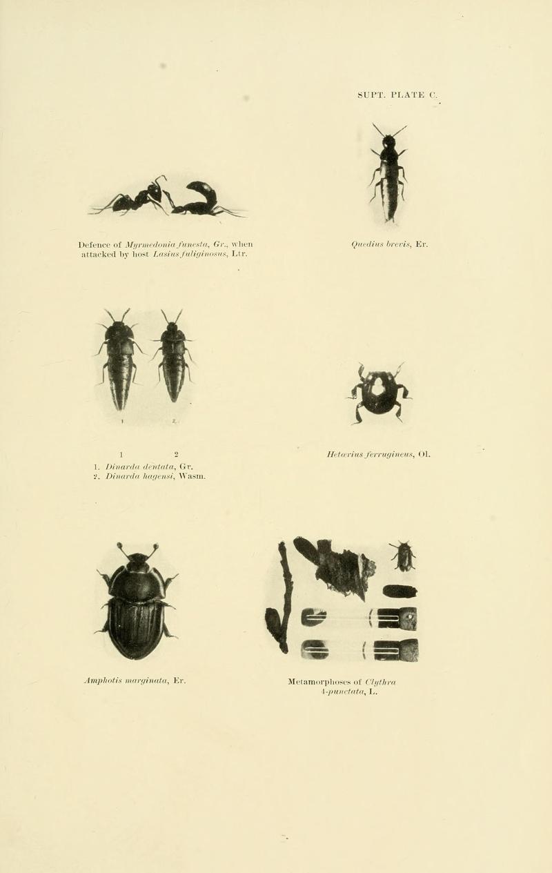 The Coleoptera of the British islands (8551412625)