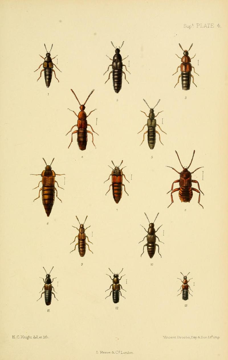 The Coleoptera of the British islands (8551415545)