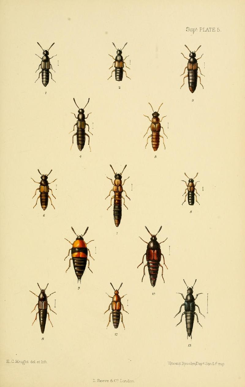 The Coleoptera of the British islands (8551416537)