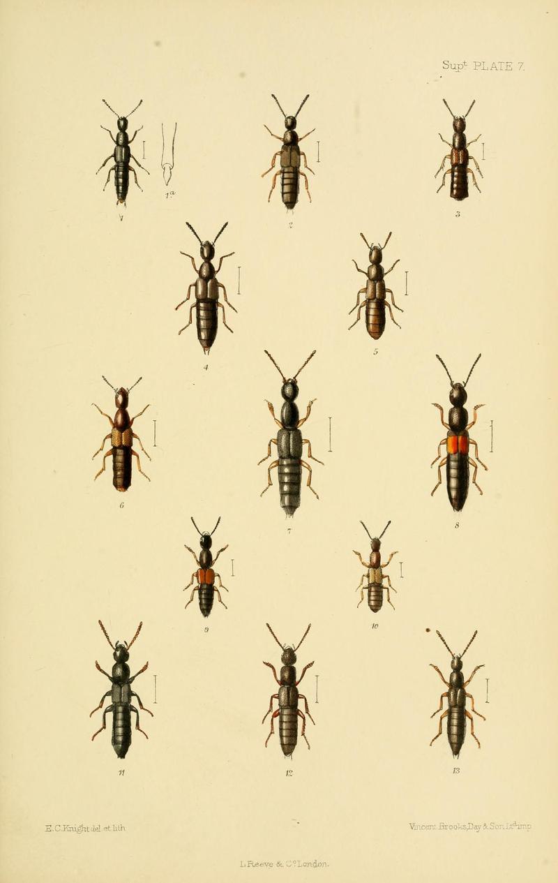 The Coleoptera of the British islands (8551417783)