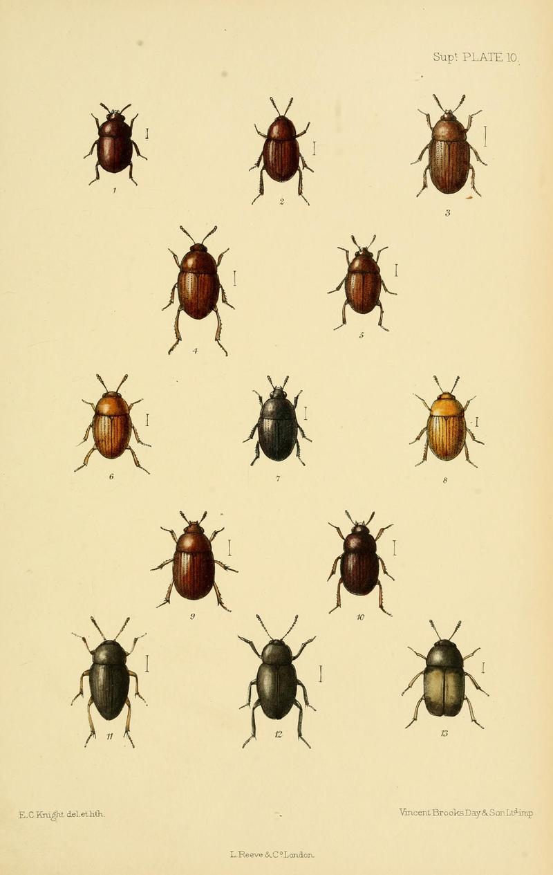 The Coleoptera of the British islands (8551419883)