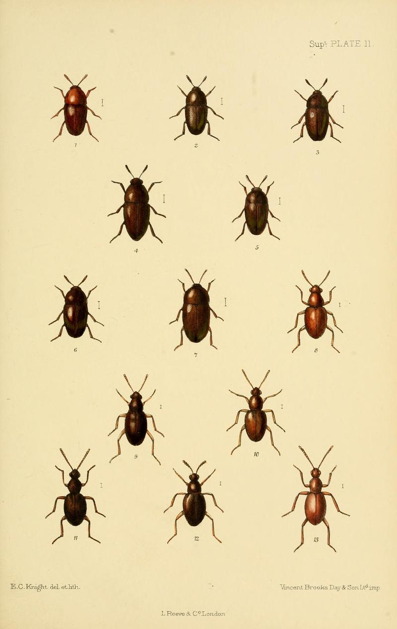 The Coleoptera of the British islands (8551420699)