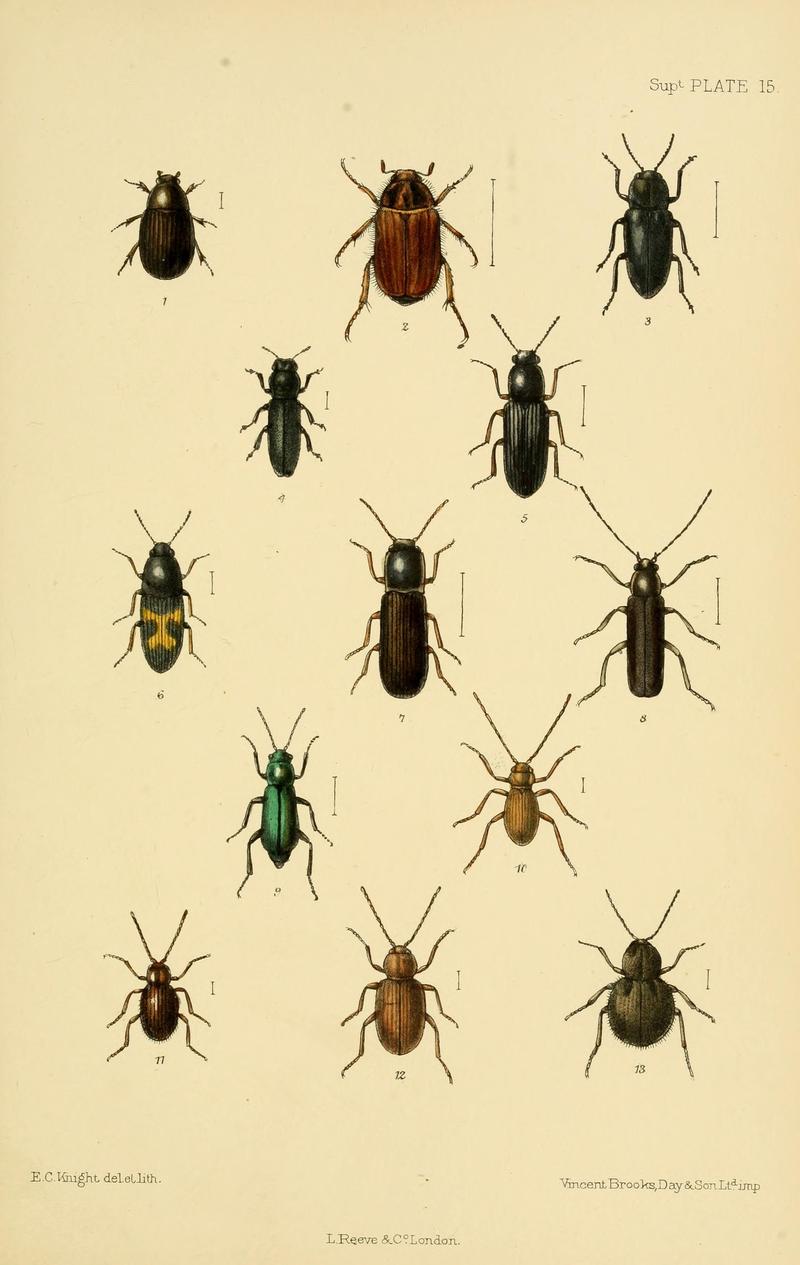 The Coleoptera of the British islands (8551423077)