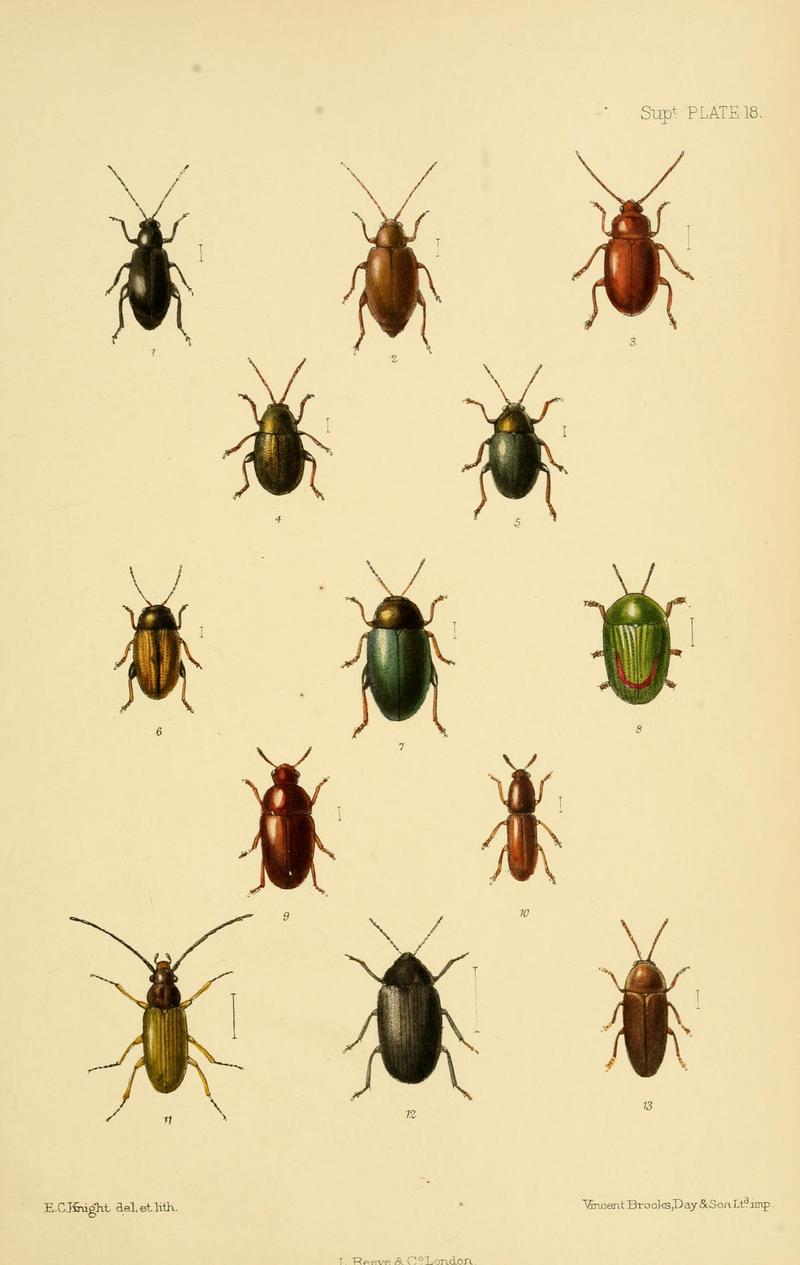 The Coleoptera of the British islands (8551424957)