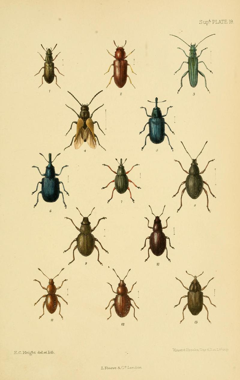 The Coleoptera of the British islands (8551425461)