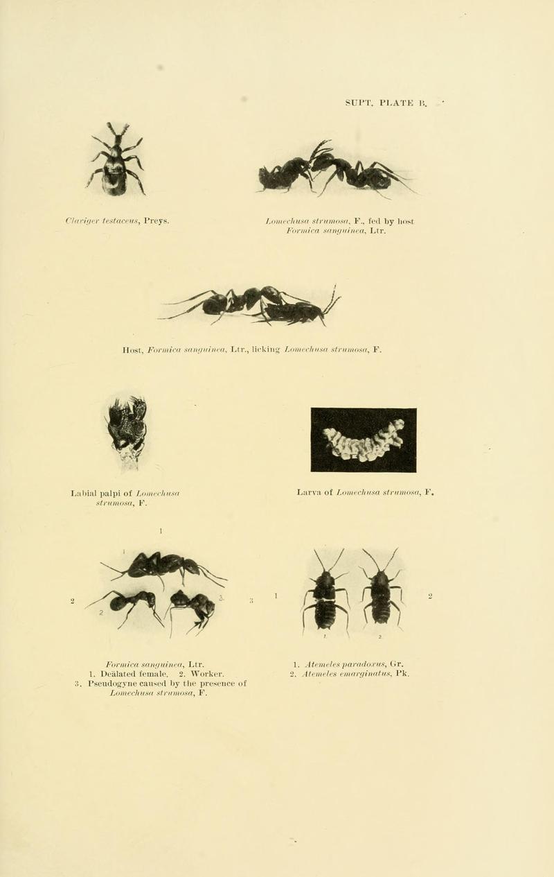 The Coleoptera of the British islands (8552514198)