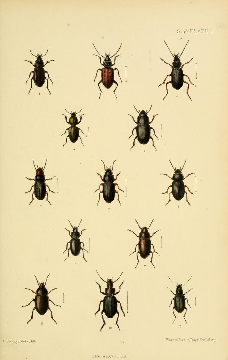 The Coleoptera of the British islands (8552515524)