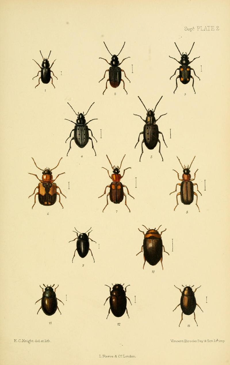 The Coleoptera of the British islands (8552516492)