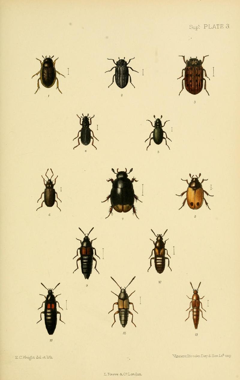 The Coleoptera of the British islands (8552517138)