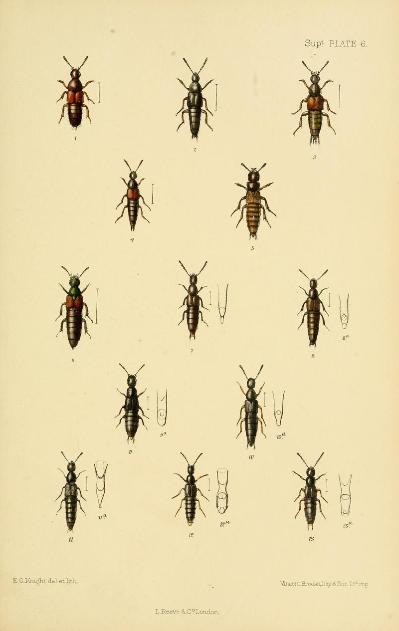 The Coleoptera of the British islands (8552519340)