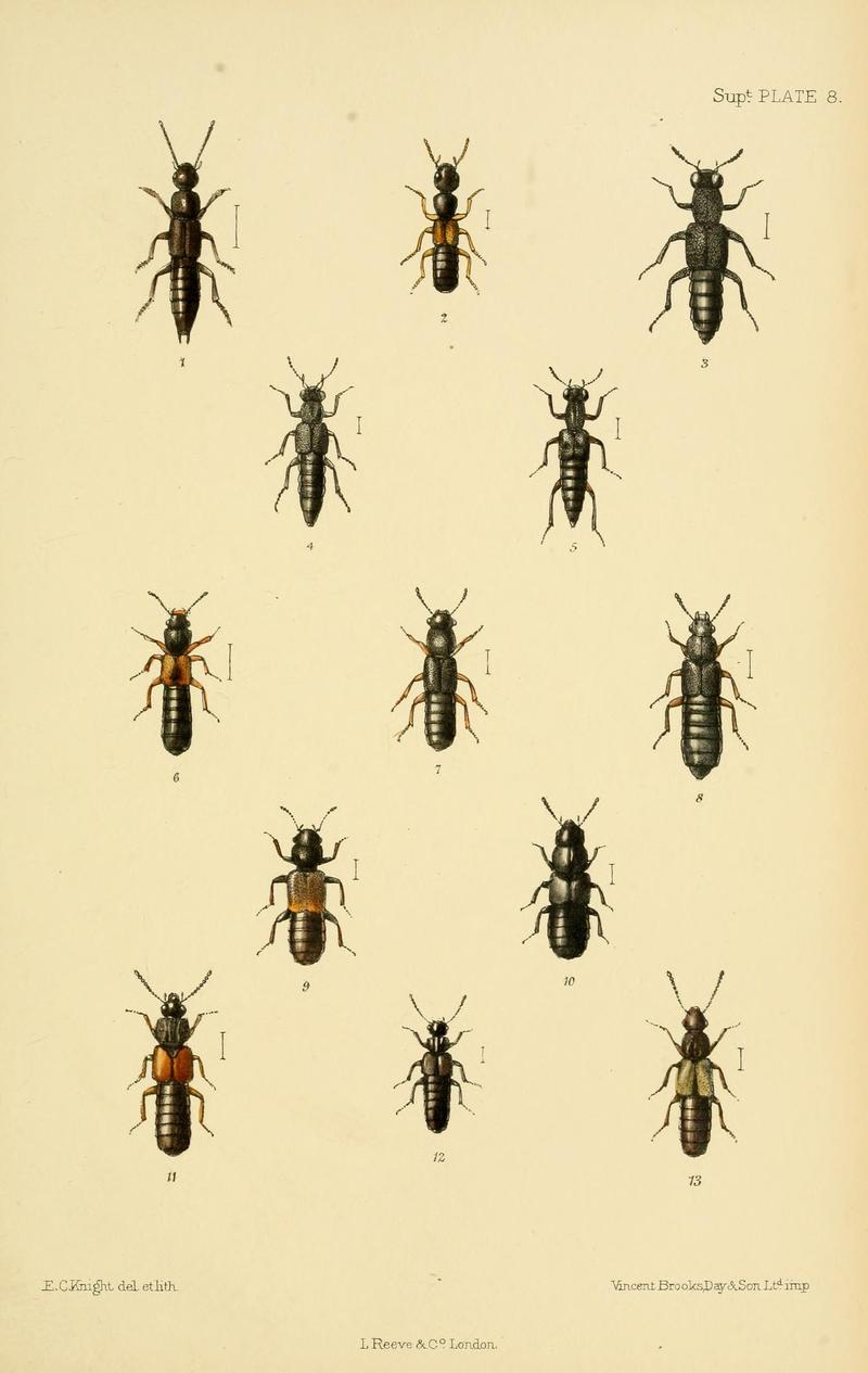 The Coleoptera of the British islands (8552521080)