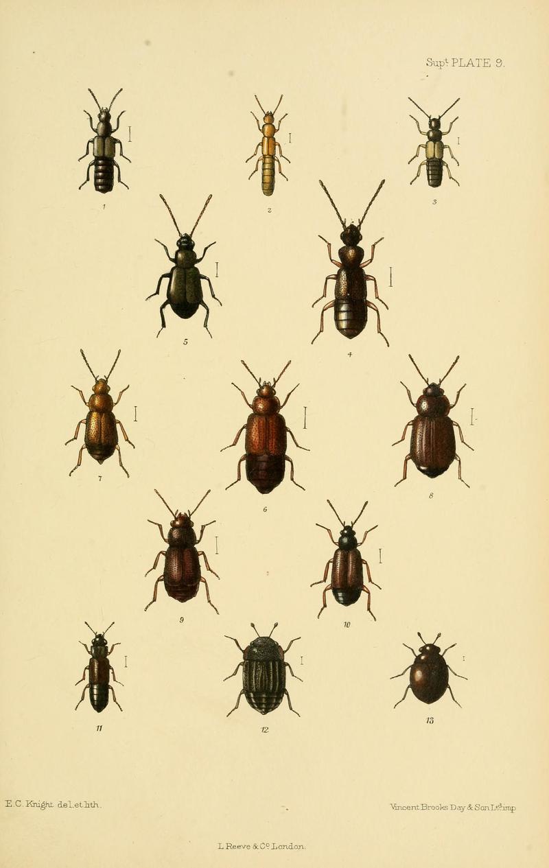 The Coleoptera of the British islands (8552521924)
