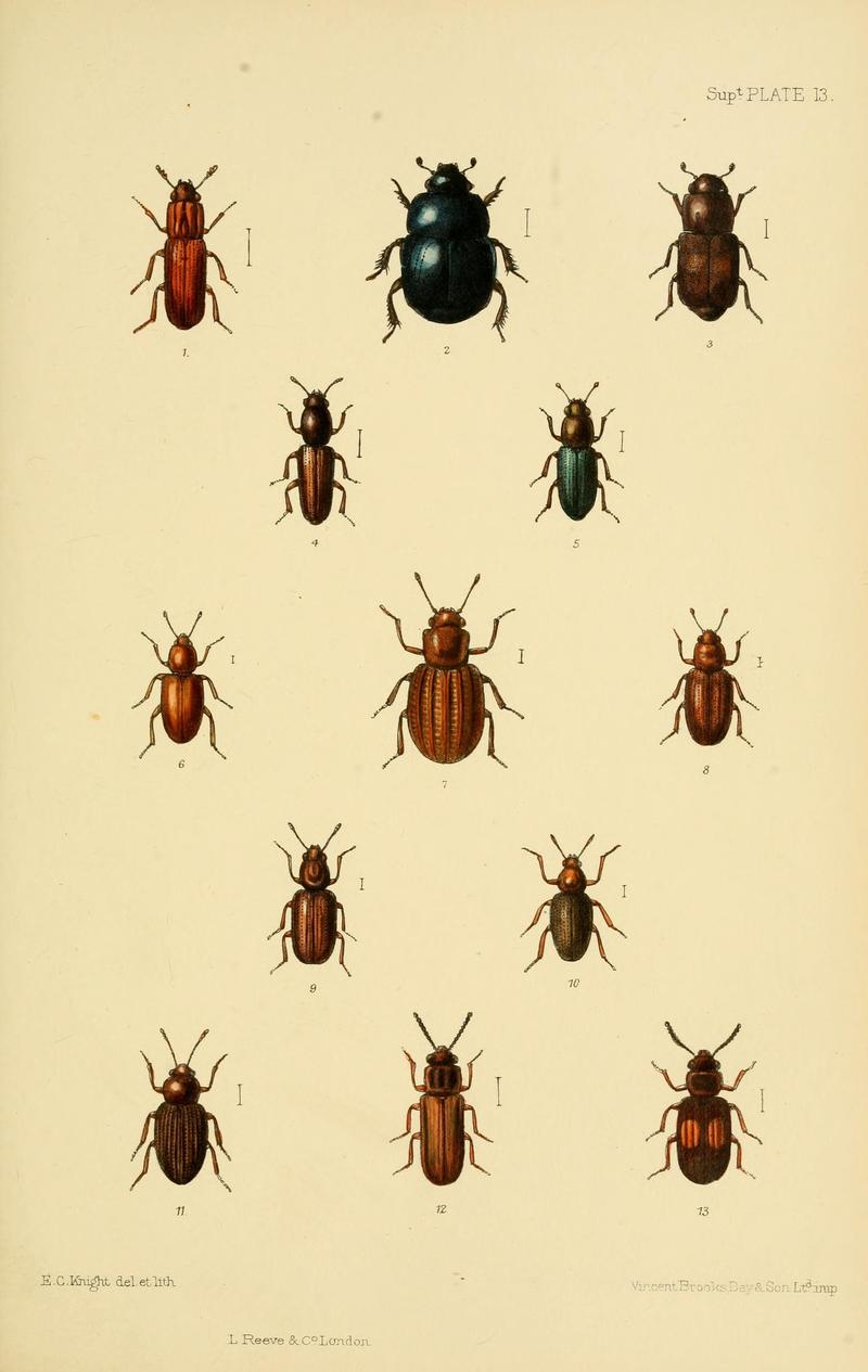 The Coleoptera of the British islands (8552524428)