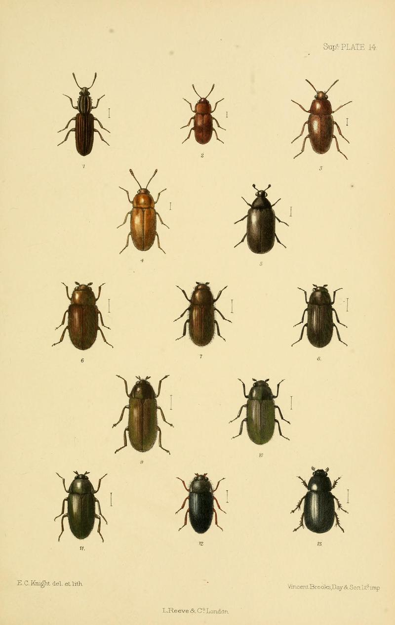 The Coleoptera of the British islands (8552525130)