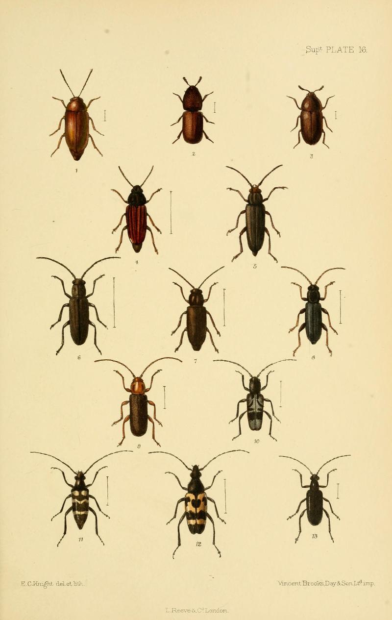 The Coleoptera of the British islands (8552526112)