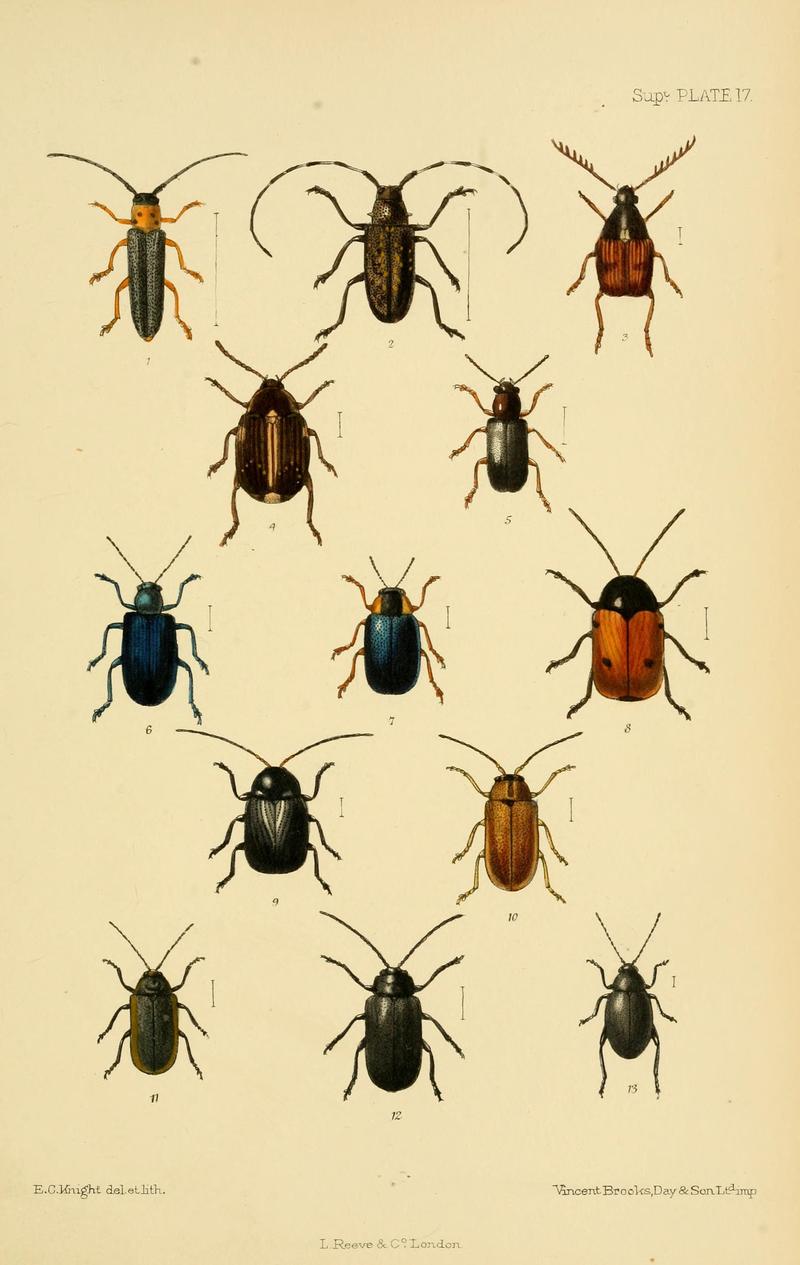 The Coleoptera of the British islands (8552526856)