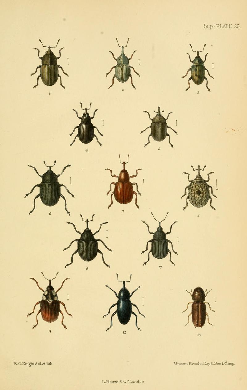 The Coleoptera of the British islands (8552528496)